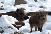 Sus scrofa - Central European Wild Pig