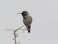 Image of: Archilochus alexandri (black-chinned hummingbird)