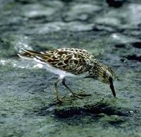 Image of: Calidris minutilla (least sandpiper)