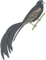 Image of: Euplectes jacksoni (Jackson's widowbird)