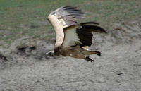 Image of: Gyps himalayensis (Himalayan griffon)