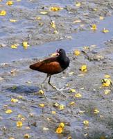 Image of: Jacana jacana (wattled jacana)