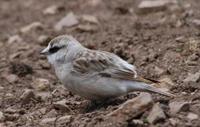 Image of: Onychostruthus taczanowskii (white-rumped snowfinch)