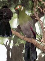 Image of: Tauraco leucotis (white-cheeked turaco)