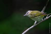 Image of: Vireo olivaceus (red-eyed vireo)