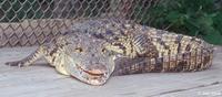 Image of: Crocodylus moreletii (Morelet's crocodile)