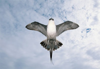 Photo: An arctic skua