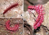 Shocking Pink Dragon Millipede - Desmoxytes purpurosea