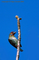 Crimson-fronted Barbet - Megalaima rubricapilla