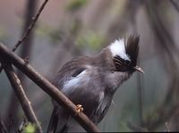 White-collared Yuhina - Yuhina diademata