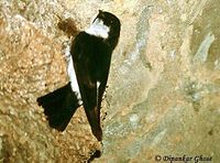 Nepal House Martin - Delichon nipalense