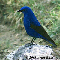 Grandala - Grandala coelicolor