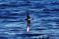 Providence Petrel - Pterodroma solandri