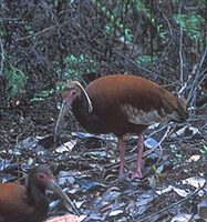 Madagascar Crested Ibis (Lophotibis cristata) photo