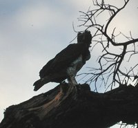 Martial Eagle - Polemaetus bellicosus