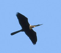 Anhinga (Anhinga anhinga) photo