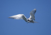 Common Tern (Sterna hirundo) photo