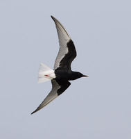 White-winged Tern (Chlidonias leucopterus) photo