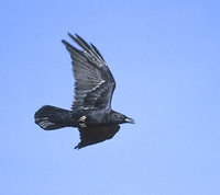 Chihuahuan Raven (Corvus cryptoleucus) photo