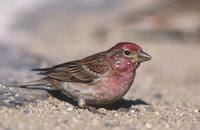 Cassin's Finch (Carpodacus cassinii) photo