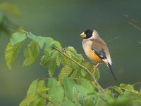 Chinese (Yellow-billed) Grosbeak (Euphona migratoria) photo