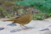 Cocoa Thrush (Turdus fumigatus) photo