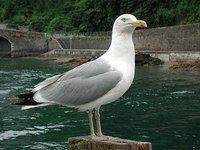 European Herring Gull - Larus argentatus