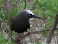 Black Noddy - Anous minutus