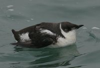 Marbled Murrelet - Brachyramphus marmoratus