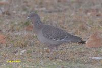 Picazuro Pigeon - Patagioenas picazuro