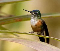 Violet-tailed Sylph - Aglaiocercus coelestis