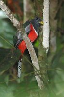 Collared Trogon - Trogon collaris