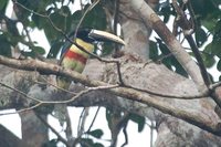 Black-necked Aracari - Pteroglossus aracari