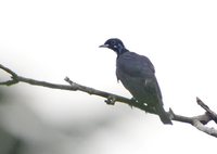 Bare-necked Fruitcrow - Gymnoderus foetidus