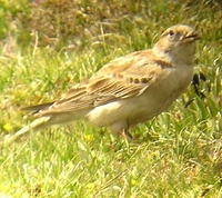 Tibetan Lark - Melanocorypha maxima