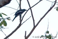 White-winged Cuckoo-shrike - Coracina ostenta