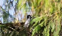 Black Bulbul - Hypsipetes leucocephalus