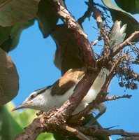 Bicoloured Wren - Campylorhynchus griseus