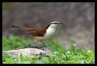 Bicoloured Wren - Campylorhynchus griseus