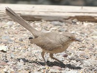 Bendire's Thrasher - Toxostoma bendirei