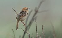 Tinkling Cisticola - Cisticola tinniens