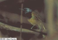 Oriole Warbler - Hypergerus atriceps