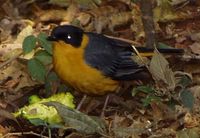 Chorister Robin-Chat - Cossypha dichroa