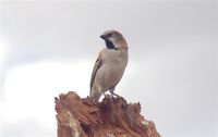 Kenya Rufous Sparrow - Passer rufocinctus