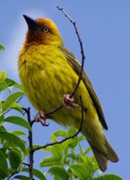 Cape Weaver - Ploceus capensis