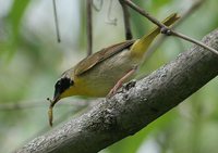 Common Yellowthroat - Geothlypis trichas