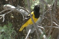 Scott's Oriole - Icterus parisorum