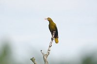 Green Oropendola - Psarocolius viridis