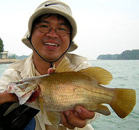 Waigeu Sea Perch (Psammoperca waigiensis)