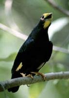 GOLDEN-CRESTED MYNAH